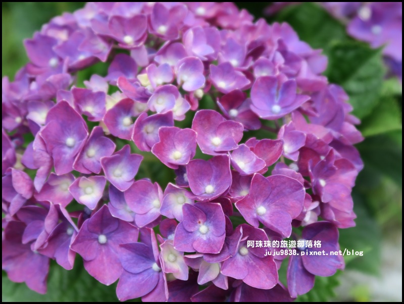 竹子湖41.JPG 竹子湖41.JPG