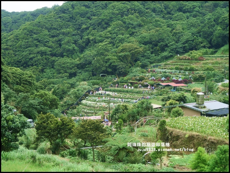 竹子湖50.JPG 竹子湖50.JPG