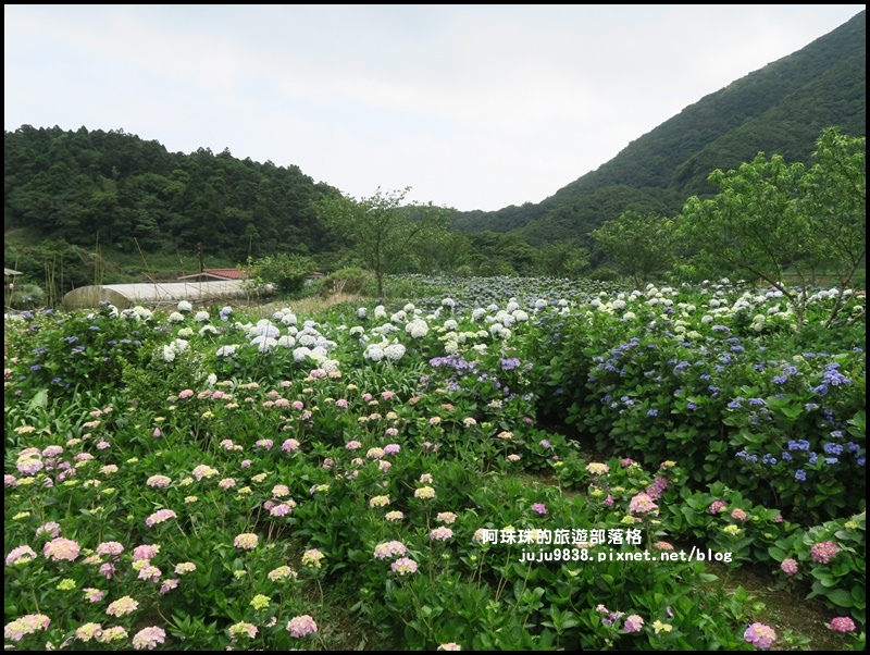 竹子湖49.JPG 竹子湖49.JPG