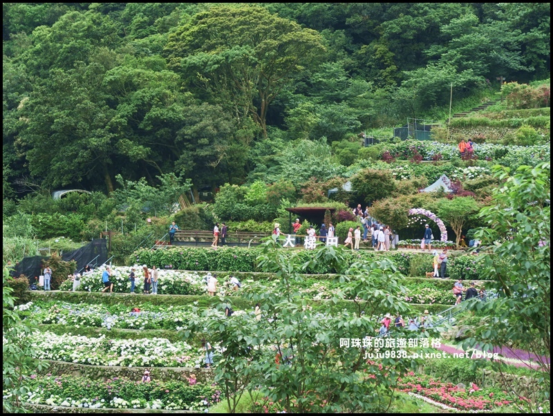 竹子湖51.JPG 竹子湖51.JPG