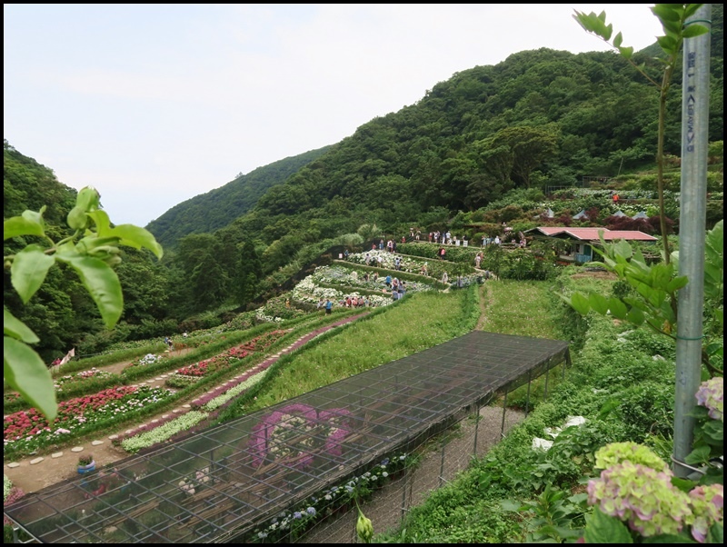 竹子湖53.JPG 竹子湖53.JPG