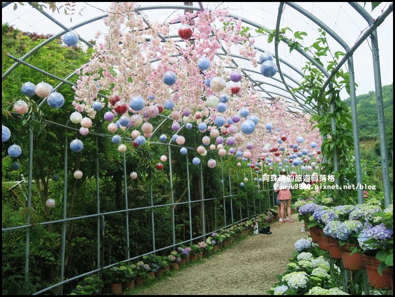 竹子湖55.JPG 竹子湖55.JPG