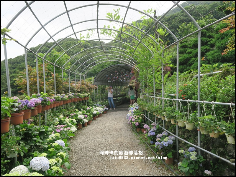 竹子湖56.JPG 竹子湖56.JPG