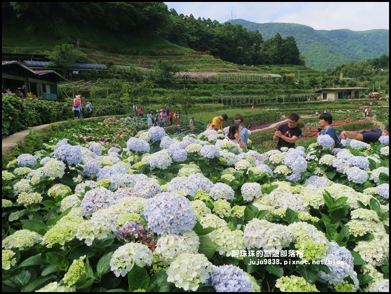 竹子湖58.JPG 竹子湖58.JPG