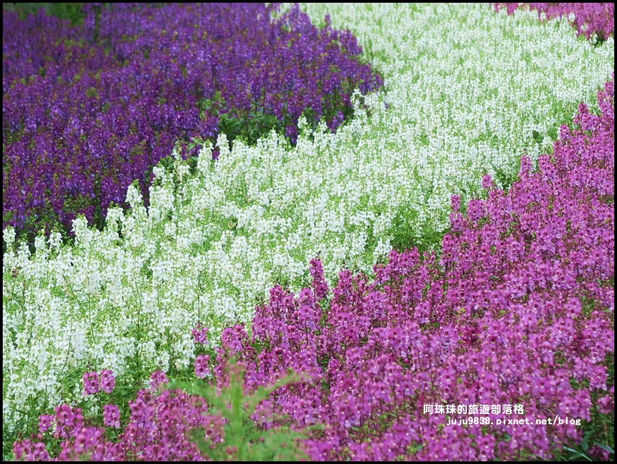 竹子湖59.JPG 竹子湖59.JPG