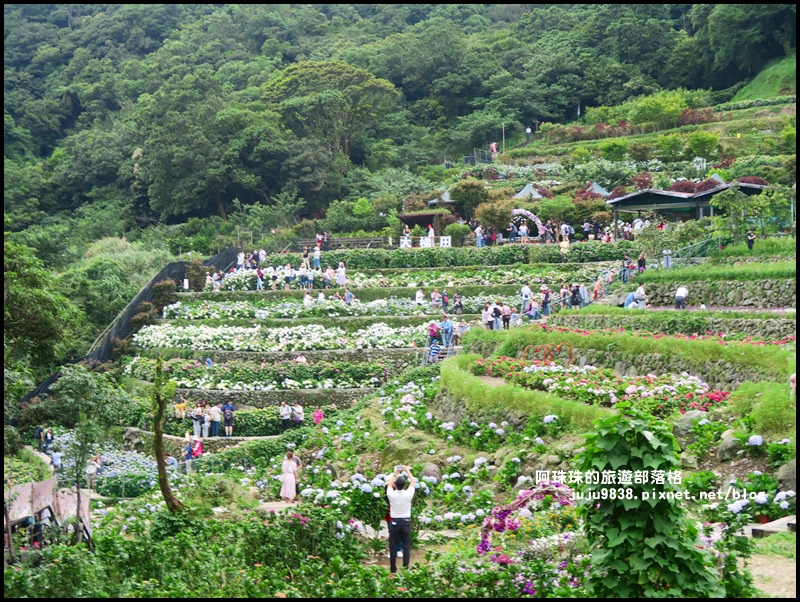 竹子湖62.JPG 竹子湖62.JPG