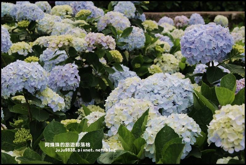 竹子湖71.JPG 竹子湖71.JPG