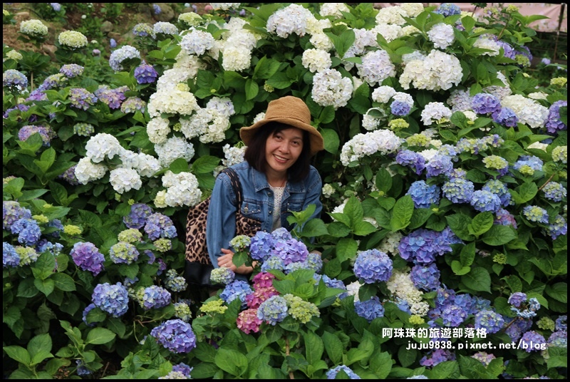 竹子湖72.JPG 竹子湖72.JPG