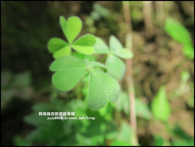 鼻頭角步道10.JPG 鼻頭角步道10.JPG