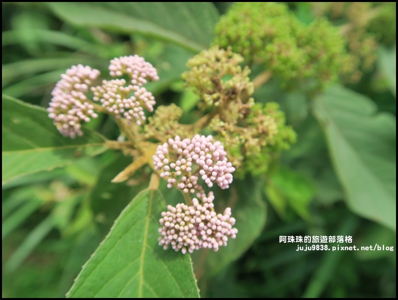 鼻頭角步道25.JPG 鼻頭角步道25.JPG