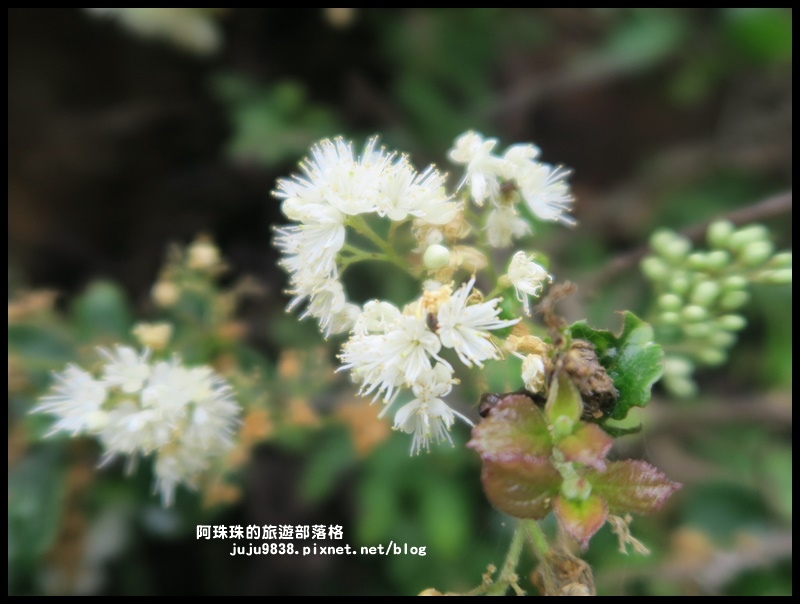 鼻頭角步道31.JPG 鼻頭角步道31.JPG