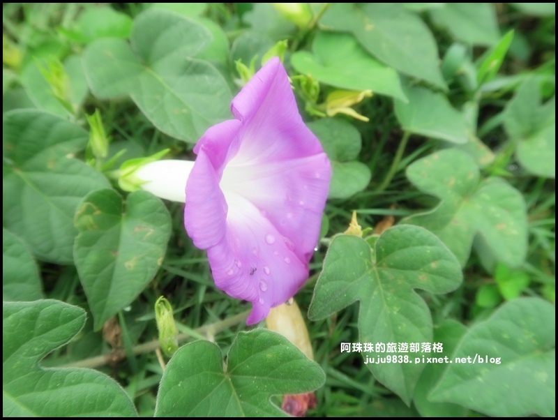 鼻頭角步道39.JPG 鼻頭角步道39.JPG