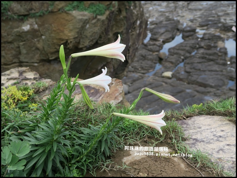 鼻頭角步道42.JPG 鼻頭角步道42.JPG