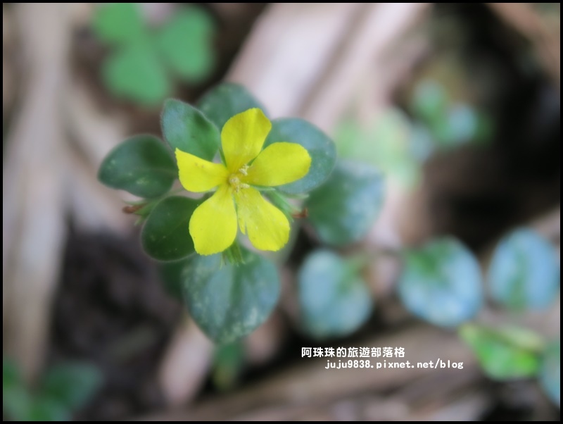 鼻頭角步道46.JPG 鼻頭角步道46.JPG