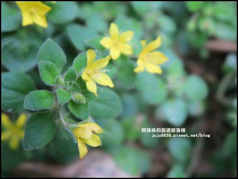 鼻頭角步道48.JPG 鼻頭角步道48.JPG