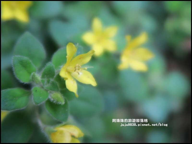 鼻頭角步道47.JPG 鼻頭角步道47.JPG