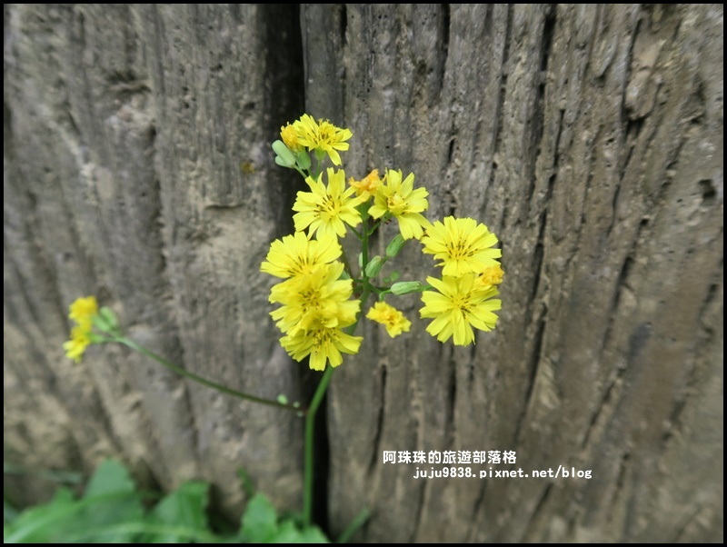 鼻頭角步道52.JPG 鼻頭角步道52.JPG