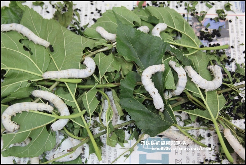 獅潭生態旅遊48.JPG 獅潭生態旅遊48.JPG