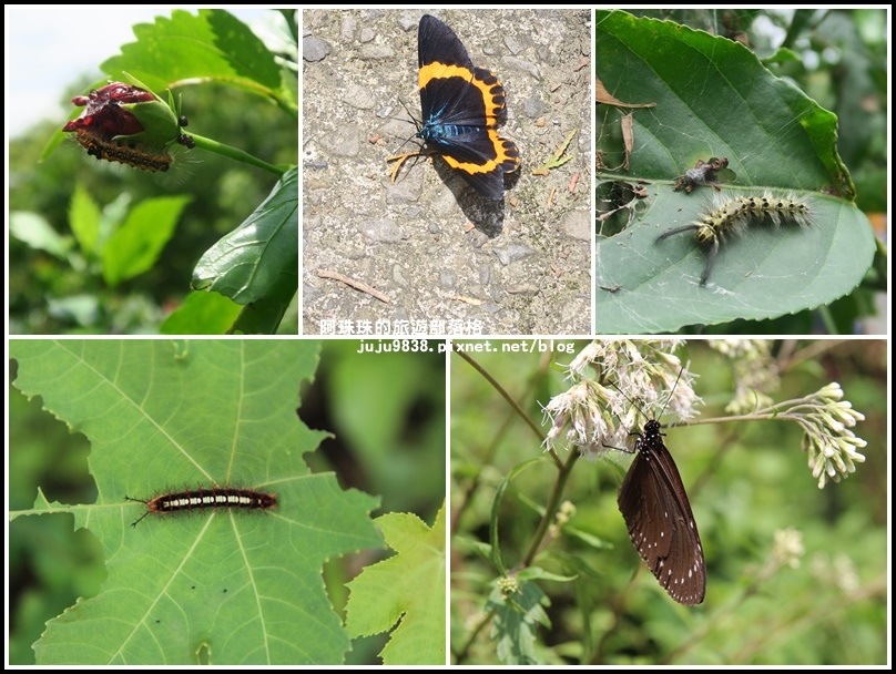 獅潭生態旅遊50.jpg 獅潭生態旅遊50.jpg