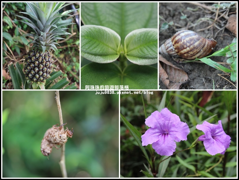 獅潭生態旅遊51.jpg 獅潭生態旅遊51.jpg