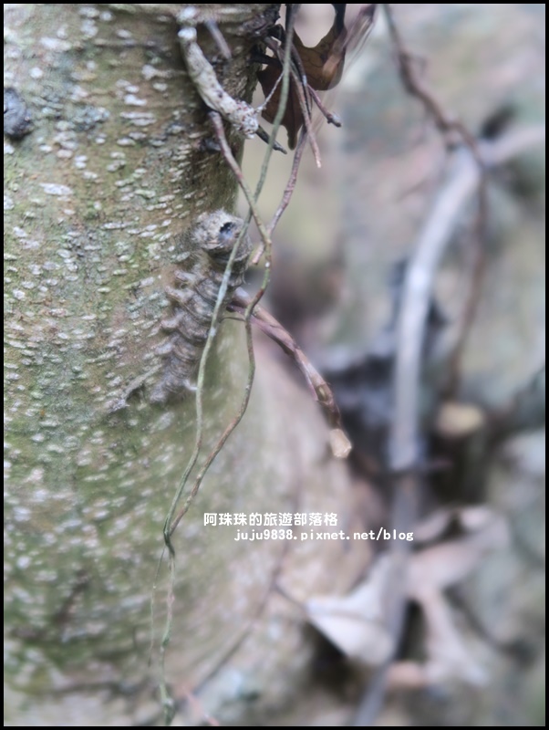 獅潭生態旅遊110.JPG 獅潭生態旅遊110.JPG