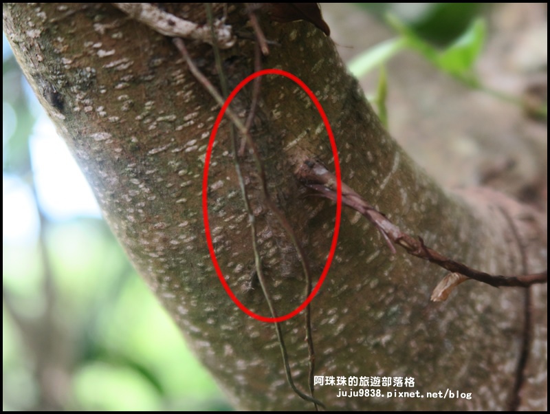 獅潭生態旅遊109.JPG 獅潭生態旅遊109.JPG