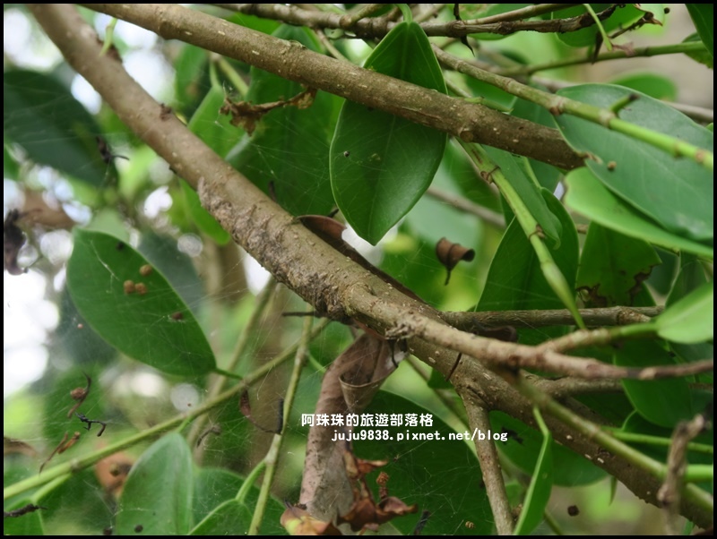 獅潭生態旅遊108.JPG 獅潭生態旅遊108.JPG