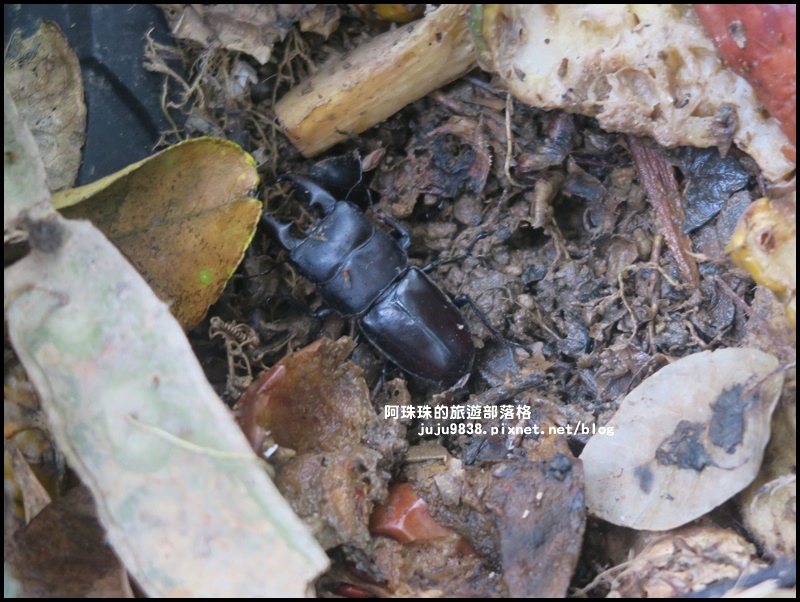 獅潭生態旅遊112.JPG 獅潭生態旅遊112.JPG