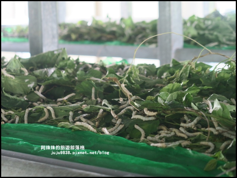 獅潭生態旅遊116.JPG 獅潭生態旅遊116.JPG