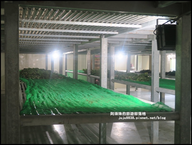 獅潭生態旅遊115.JPG 獅潭生態旅遊115.JPG