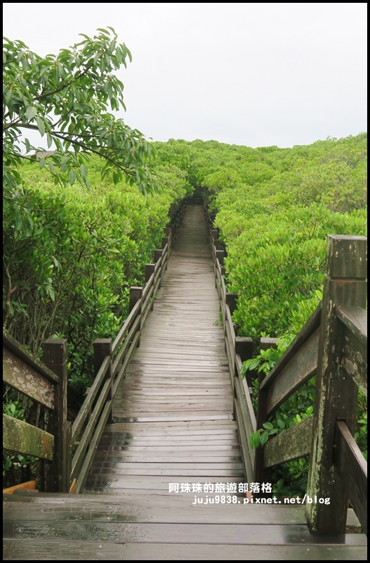 新豐紅樹林7.JPG 新豐紅樹林7.JPG