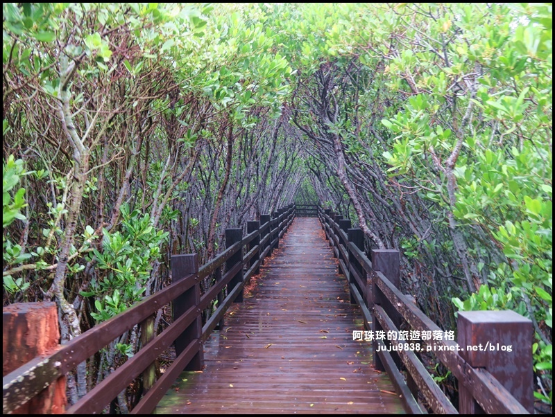 新豐紅樹林9.JPG 新豐紅樹林9.JPG
