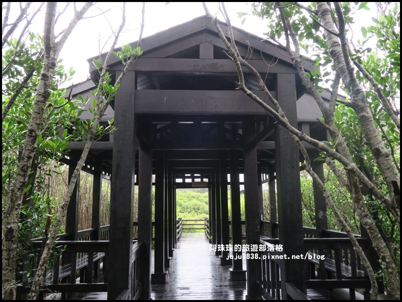 新豐紅樹林11.JPG 新豐紅樹林11.JPG