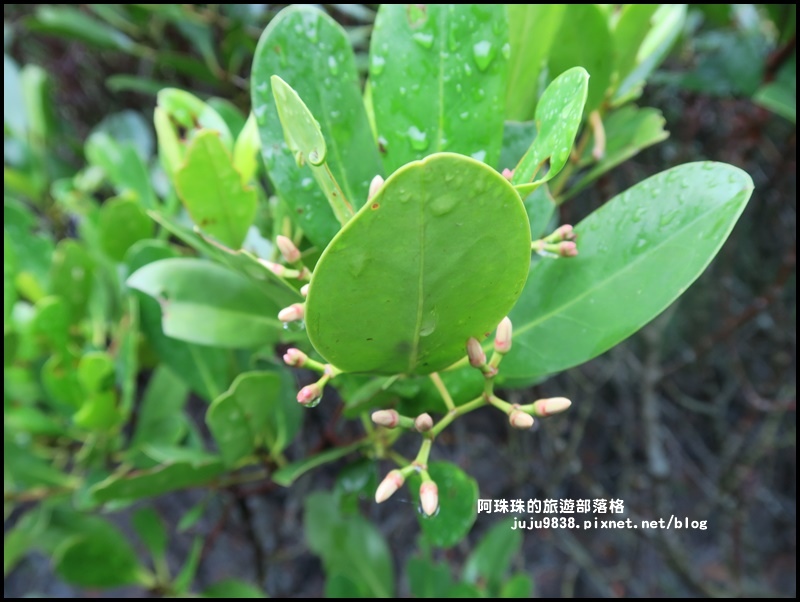 新豐紅樹林12.JPG 新豐紅樹林12.JPG