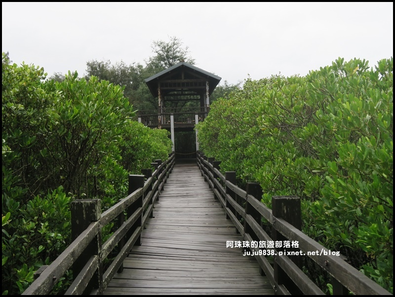 新豐紅樹林17.JPG 新豐紅樹林17.JPG
