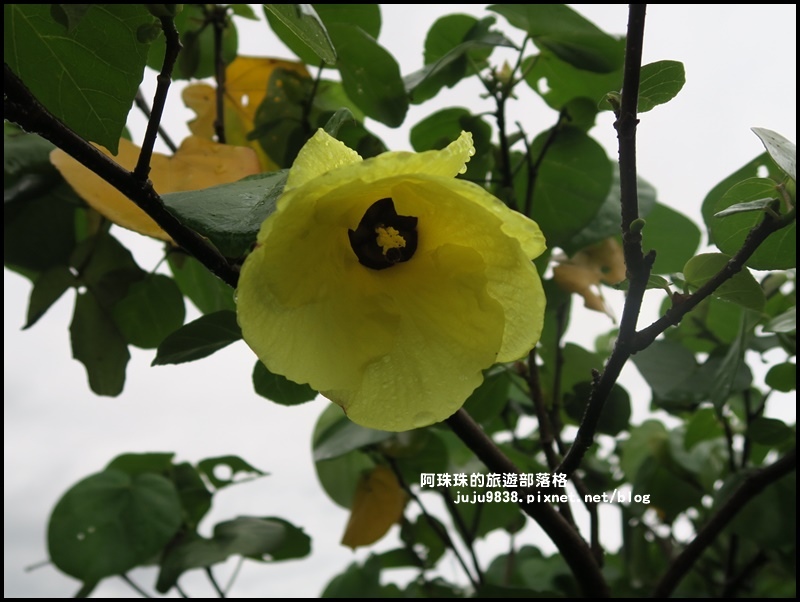 新豐紅樹林21.JPG 新豐紅樹林21.JPG