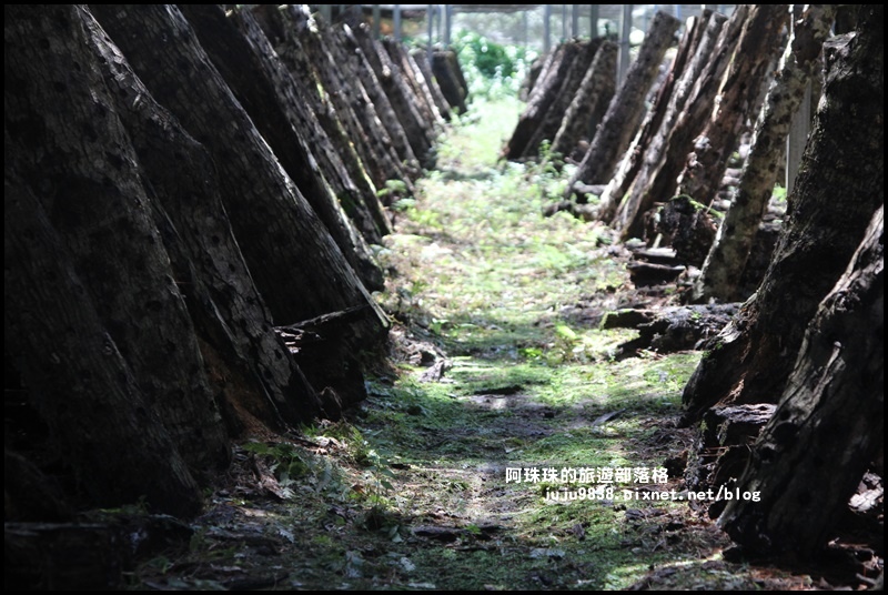 泰安輕旅行10.JPG 泰安輕旅行10.JPG