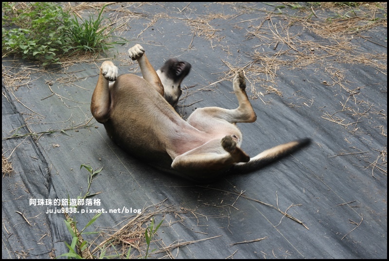 泰安輕旅行133.JPG 泰安輕旅行133.JPG