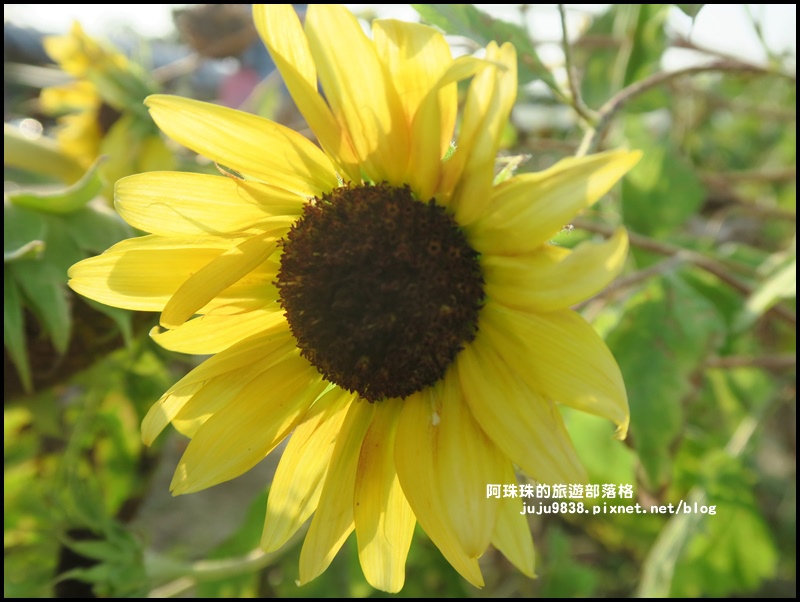向陽農場13.JPG