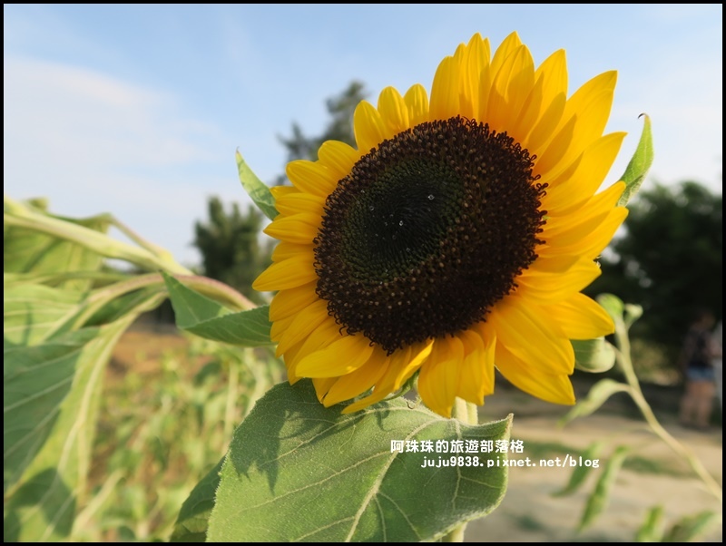 向陽農場14.JPG