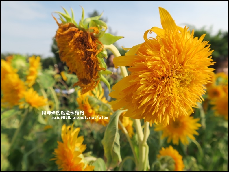 向陽農場17.JPG