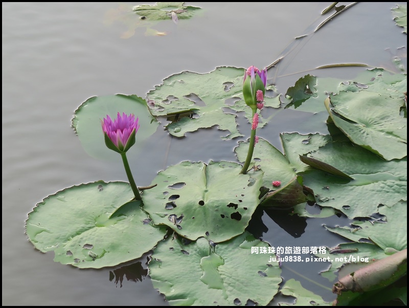 桃園蓮花季17.JPG