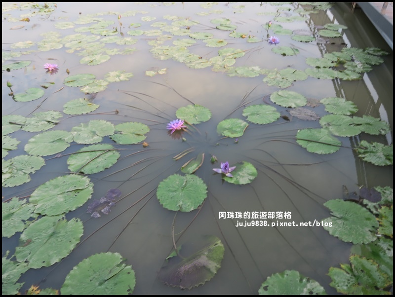 桃園蓮花季19.JPG