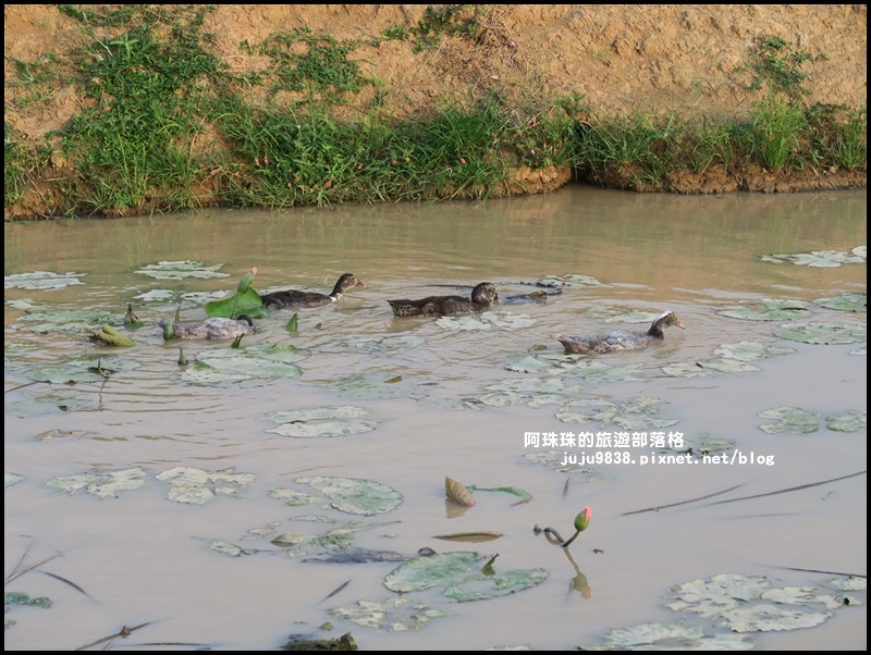 桃園蓮花季22.JPG