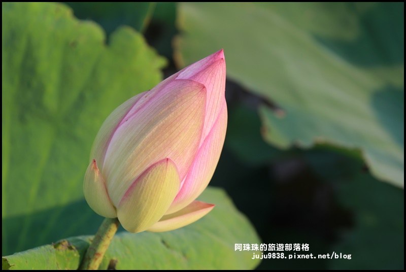 桃園蓮花季34.JPG
