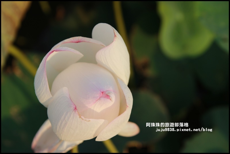 桃園蓮花季35.JPG