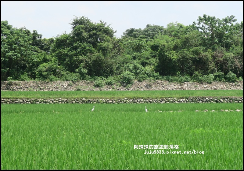 大溪韭菜花季4.JPG 大溪韭菜花季4.JPG