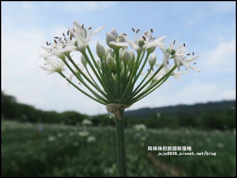 大溪韭菜花季7.JPG 大溪韭菜花季7.JPG