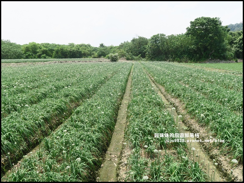 大溪韭菜花季6.JPG 大溪韭菜花季6.JPG