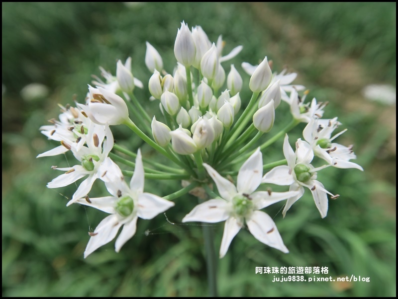 大溪韭菜花季8.JPG 大溪韭菜花季8.JPG